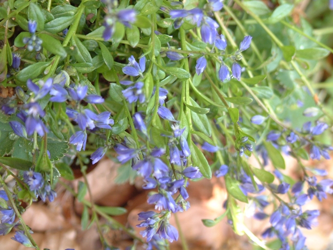 da determinare - Polygala sp.